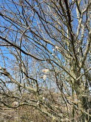 tree in spring