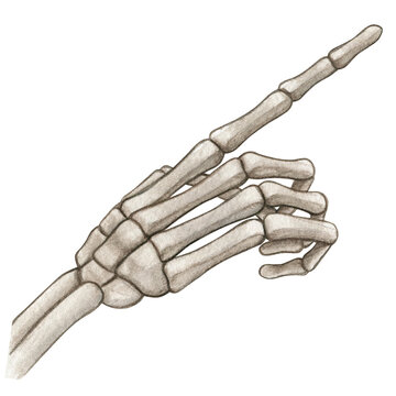 Watercolor hand drawn realistic human bones