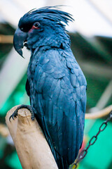 blue and yellow macaw