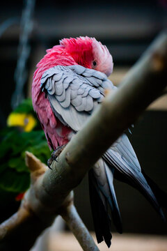 red and white parrot