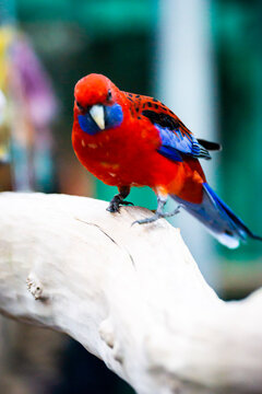 red winged macaw