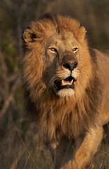 Portrait of a Lion taken in the morning hours at Masai Mara, Kenya