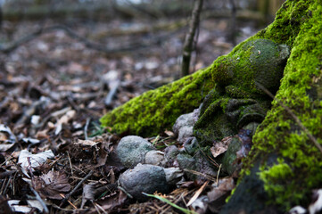 garbage in the forest