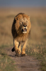 Fototapeta na wymiar A royal walk of a Lion during morning hours in Savanah, Masai Mara, Kenya