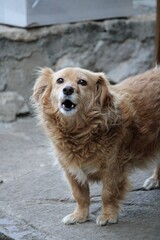 portrait of a retriever