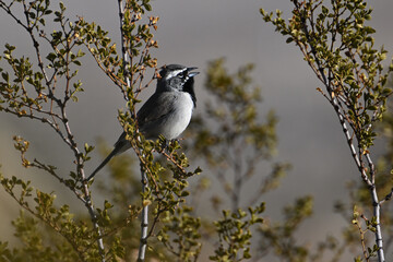 Black Throated sparrow perched on greasewood branch.
