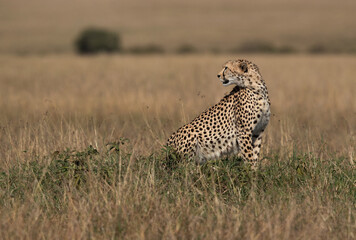Cheetah on a mound at Masai Mara, Kenya