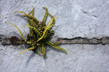 Asplenium trichomanes fern growing in a granite stone wall - maidenhair spleenwort