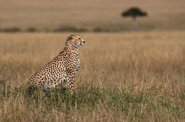 Portrait of a Cheetah sitting on a mound at Masai Mara, Kenya
