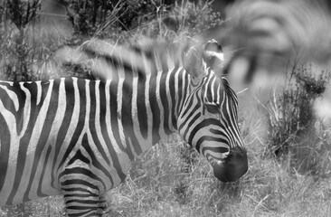 Fototapeta na wymiar Double exposure image of zebra at Masai Mara, Kenya