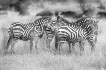 Fototapeta na wymiar Mutliple exposure image of zebras at Masai Mara, Kenya
