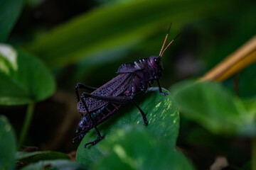 grasshopper on a leaf