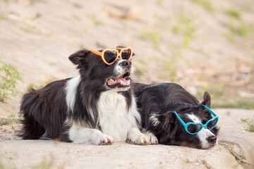 two cute border collie dogs wearing heart shaped sunglasses at sunset