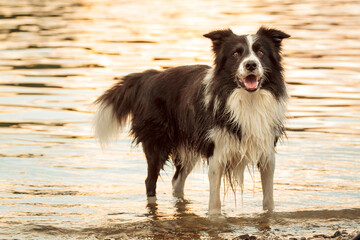 cute border collie dog standing in a river at sunset