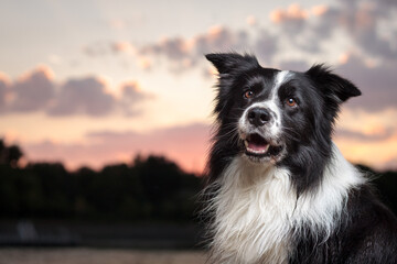cute border collie dog on a log at sunset