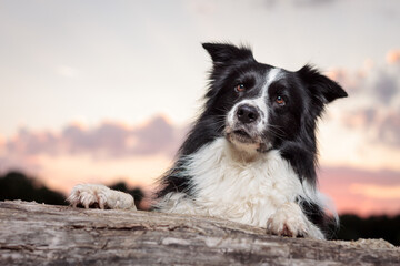 cute border collie dog on a log at sunset