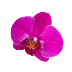 Single pink orchid flower, close up shot, png isolated on transparent background