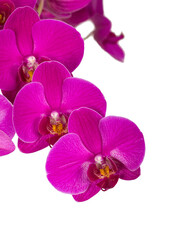 Fototapeta na wymiar Multiple pink orchid flowers on a branch, png isolated on transaprent background
