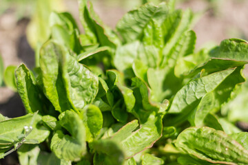 A sorrel plant grows in a garden bed. Healthy food, nutrients. Close-up