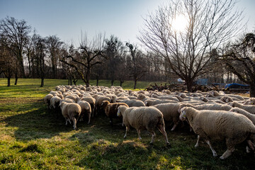 Schafe auf der Weide