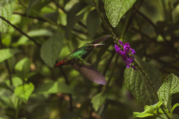 hummingbird in flight