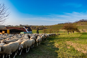 Schafe auf der Weide