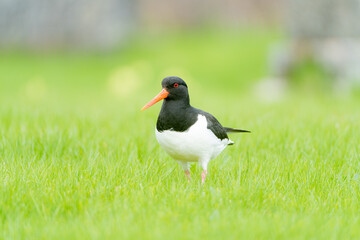 Eurasian oystercatcher in Lofoten while walking across a green grassy pad during a sunny day