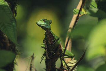 Naklejka na ściany i meble green iguana on a tree