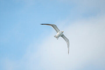 Obraz premium White seagull flying over a blue sky with clouds during spring
