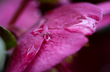 macro of an raindrop on pink flower leaves