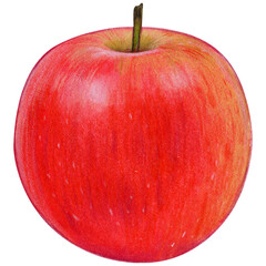 watercolor hand drawn realistic apples