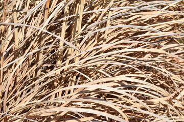 Dry Brown Grass