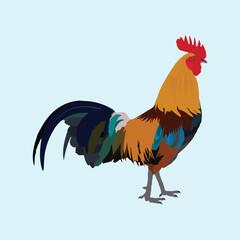  Illustration of a beautiful Cock 