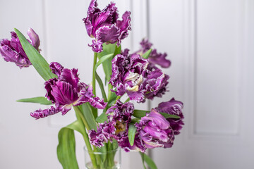 lila und weiße papageitulpe, frühling blume, 
