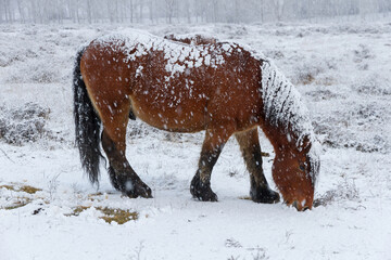 Horse grazing in a field while snowing heavily 