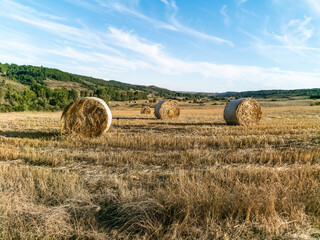Cylindrical bales of cereal straw in the mown field