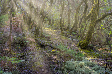 La Gomera Lorbeerwald Nebelwald Sonnenstrahlen