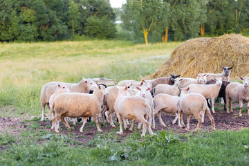 Naklejka na ściany i meble Sheep graze in a meadow on green grass near a haystack.
