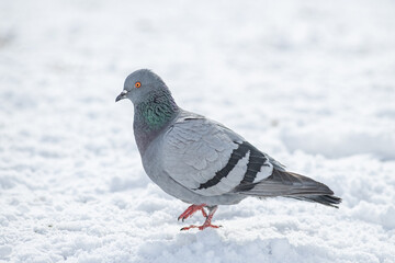 Beautiful city pigeon on spring snow.