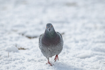 Beautiful city pigeon on spring snow.