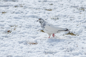 Beautiful city pigeon on spring snow.
