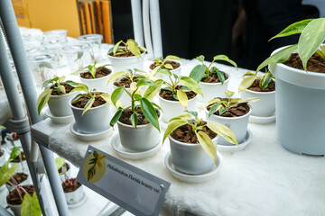 Beautiful Philodendron Florida beauty variegated on the shelf in the store. The concept of minimalism, nature lover, peaceful, and mediation.                        © surasak