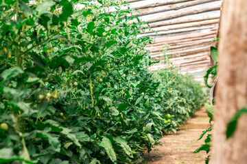 Growing tomatoes in the greenhouse. Organic farming