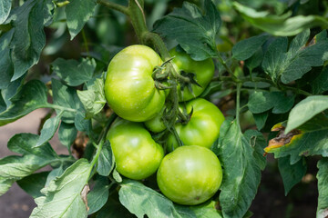 Green not yet ripe tomatoes in the greenhouse. Organic farming, tomato plants growth in greenhouse.