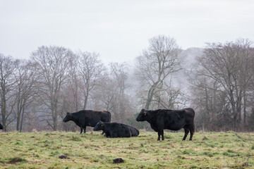 Naklejka na ściany i meble black cow in farm, England, Winter