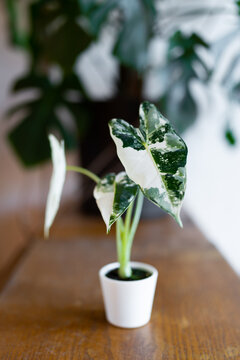 Alocasia Frydek Variegata Pfeilblatt Zimmerpflanze