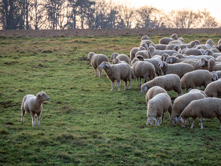 Schafe auf der Weide