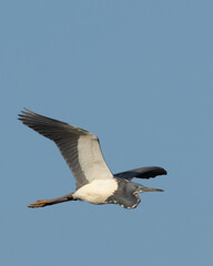 Tricolor Heron in Flight