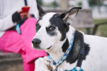 portrait of a dog looking at the camera while its unrecognizable owner sits out of focus looking at her mobile phone