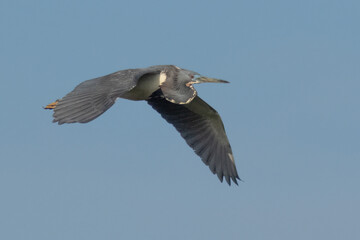 Tricolor Heron in Flight